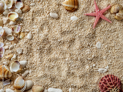 Sea shells on the sea pebbles