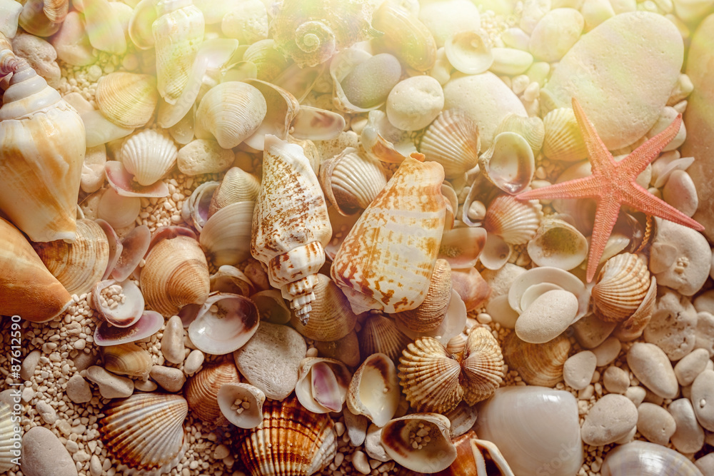 Sea shells on the sand. Sea shells on the sand.