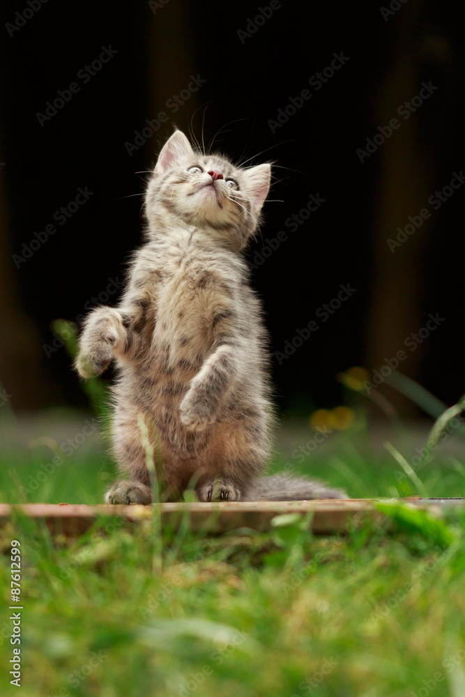 Obraz premium Kitten sitzt