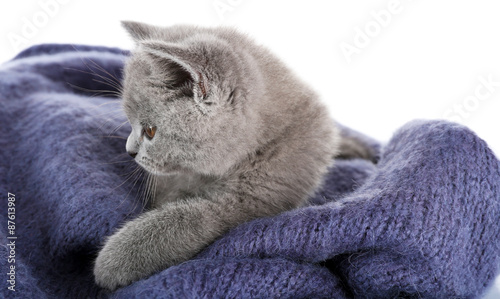 Cute gray kitten on warm plaid isolated on white