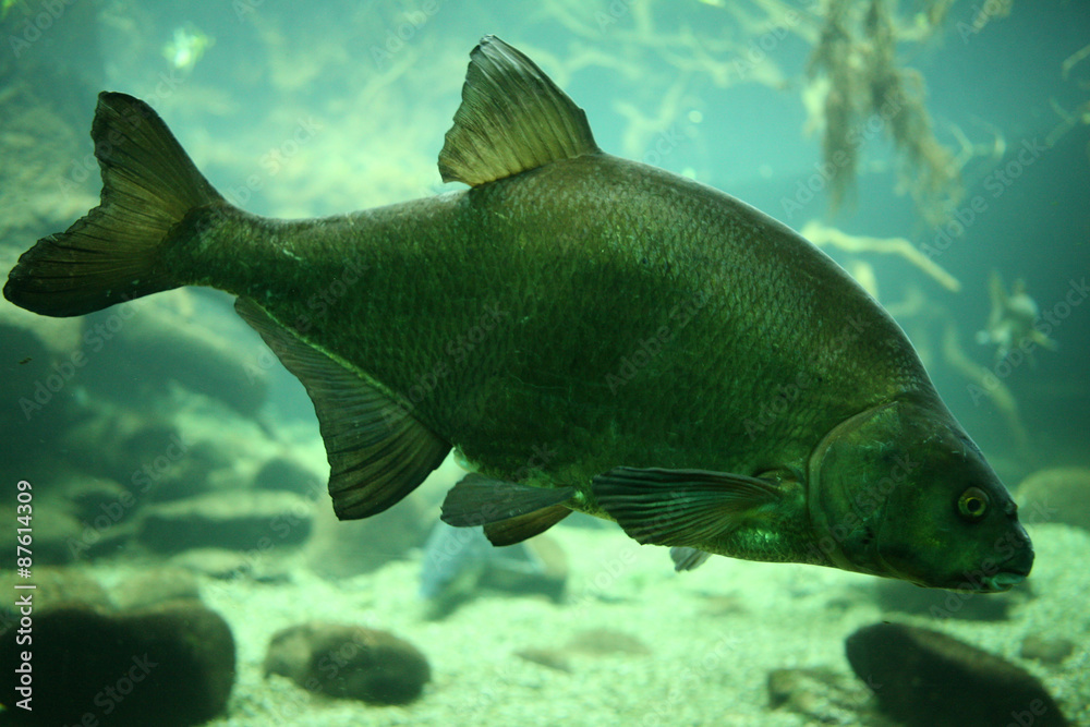 Common carp (Cyprinus carpio). Common carp (Cyprinus carpio).