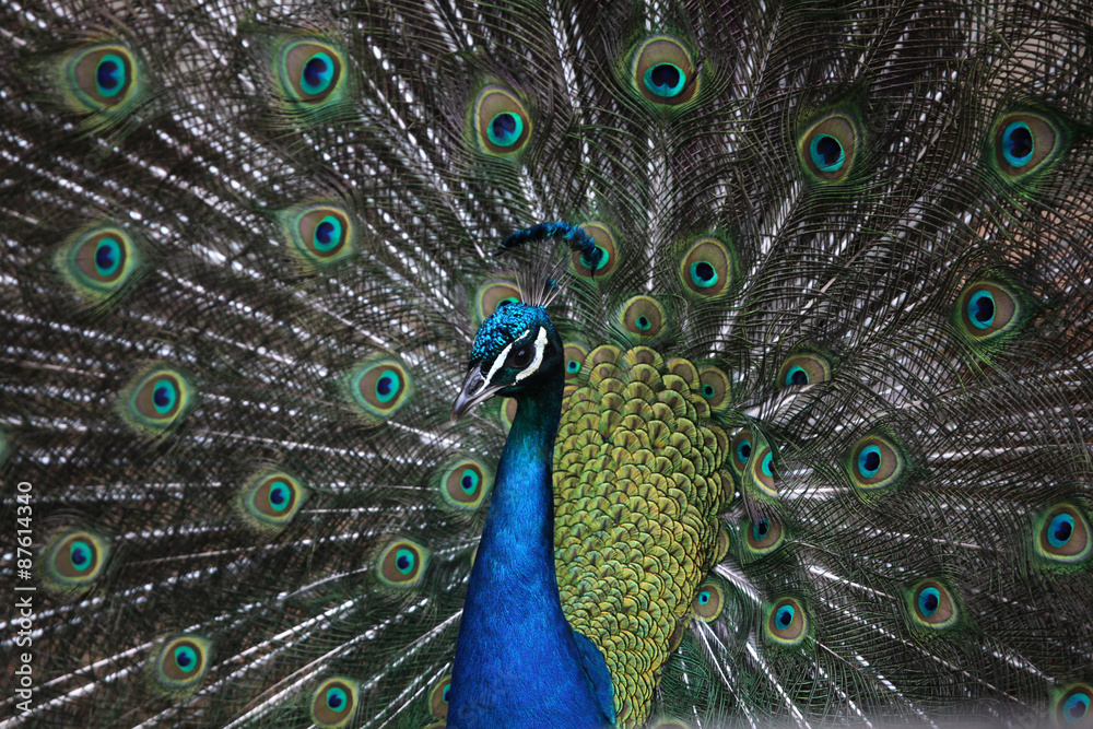 Fototapeta premium Indian peafowl (Pavo cristatus)