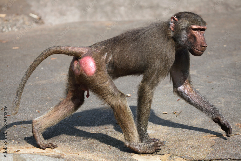 Fototapeta premium Hamadryas baboon (Papio hamadryas).