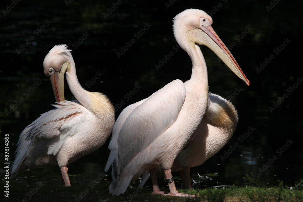 Great white pelican (Pelecanus onocrotalus). Great white pelican (Pelecanus onocrotalus).