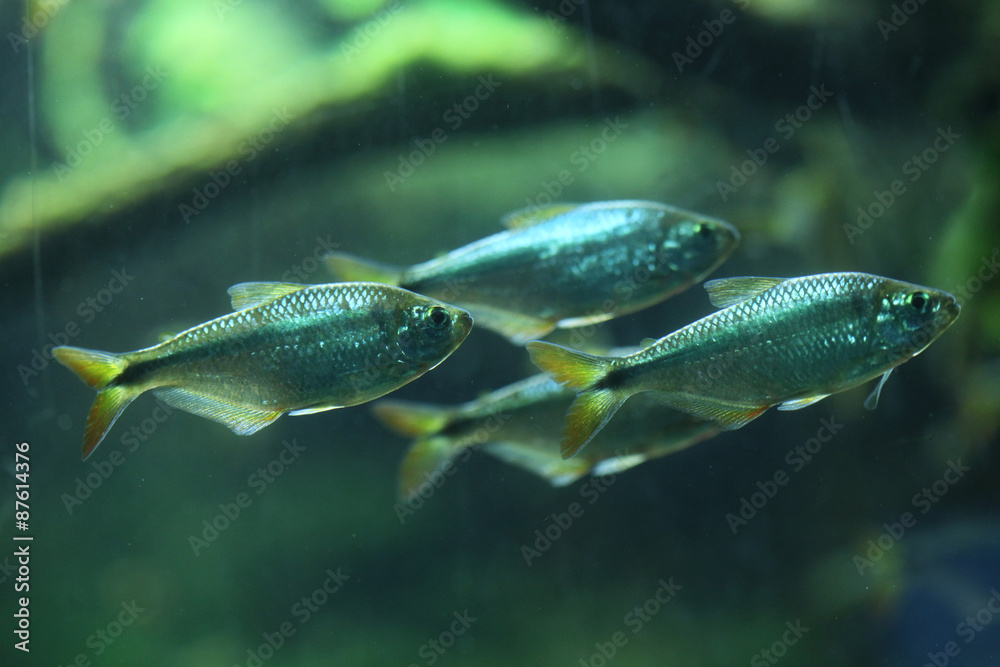 Mexican tetra (Astyanax mexicanus) Mexican tetra (Astyanax mexicanus)