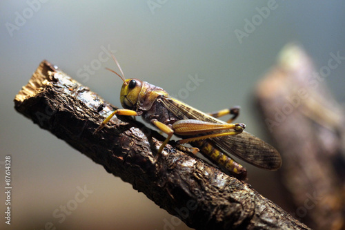 Migratory locust (Locusta migratoria). photo