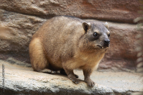 Rock hyrax (Procavia capensis).