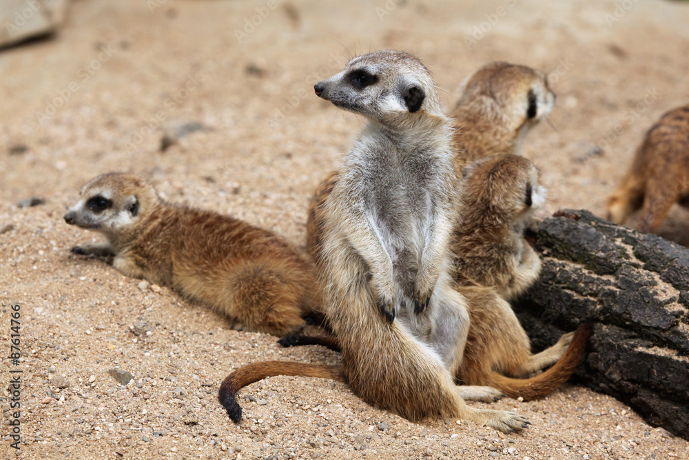 Fototapeta premium Meerkat (Suricata suricatta), also known as the suricate.
