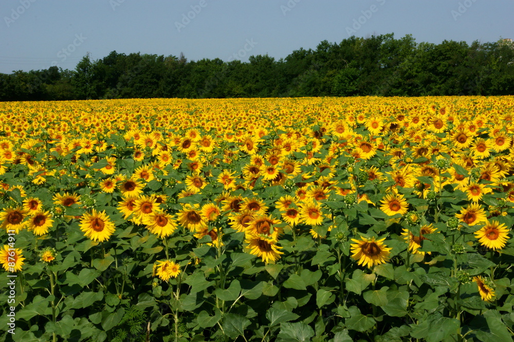 Campo di Girasoli