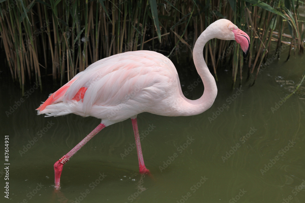 Fototapeta premium Greater Flamingo (Phoenicopterus roseus).
