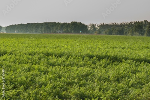 Поле моркови photo