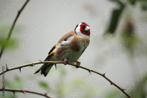 European goldfinch (Carduelis carduelis).