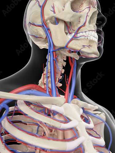 medically accurate illustration of the veins and arteries of the head photo