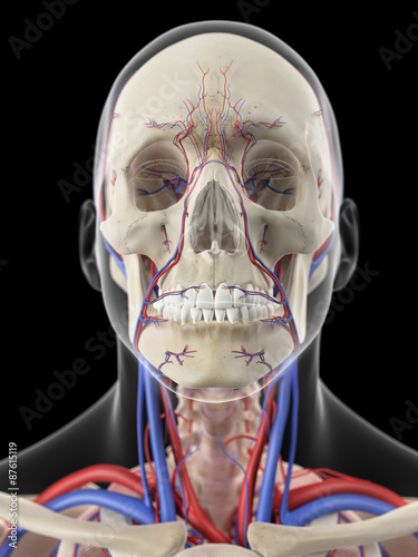 medically accurate illustration of the veins and arteries of the head photo