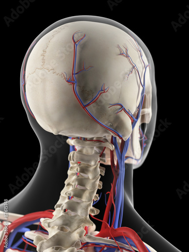 medically accurate illustration of the veins and arteries of the head photo