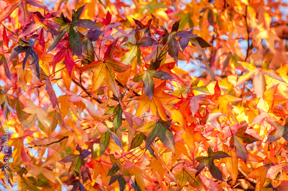 Kanadischer Amberbaum, Indian Summer leuchtend buntes Herbstlaub