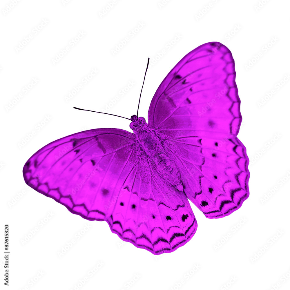 Obraz premium butterfly isolated on white background