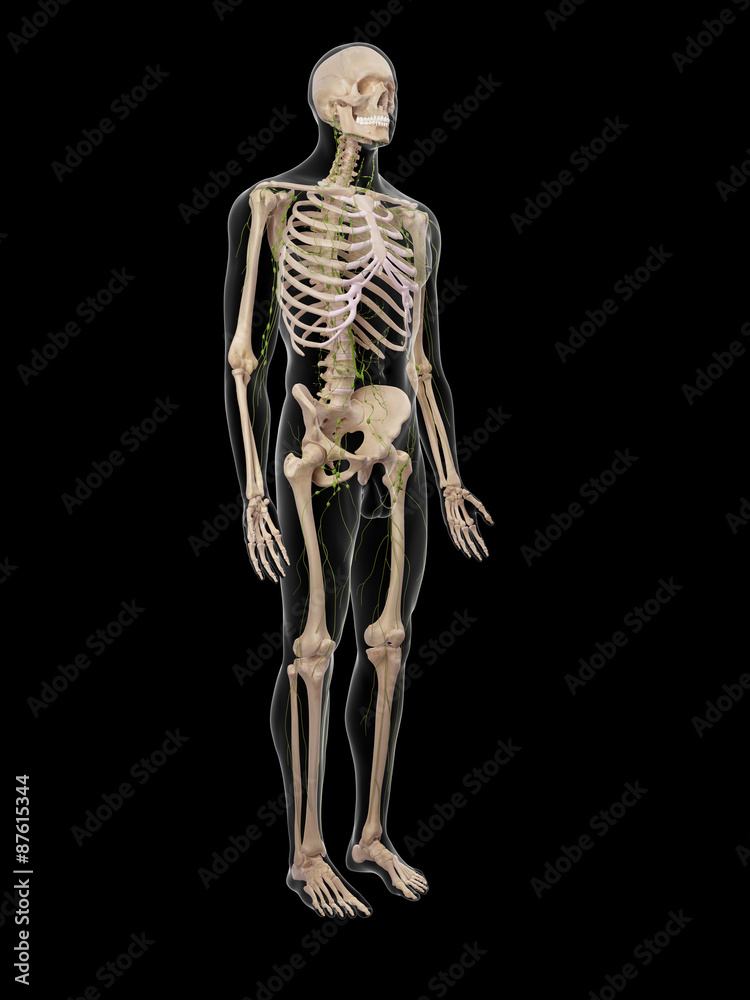 medically accurate illustration of the lymphatic system medically accurate illustration of the lymphatic system