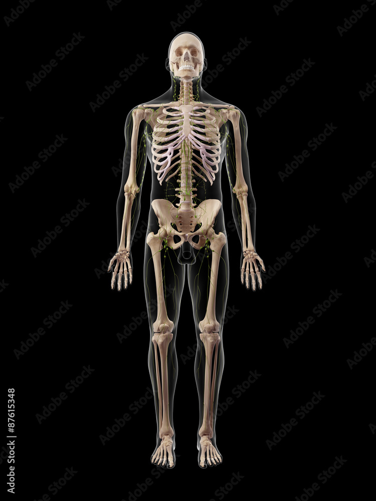 medically accurate illustration of the lymphatic system medically accurate illustration of the lymphatic system