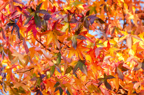 Kanadischer Amberbaum, Indian Summer leuchtend buntes Herbstlaub, Liquidambar, Farbrausch photo