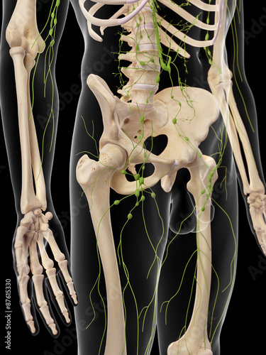 medically accurate illustration of the inguinal lymph nodes photo