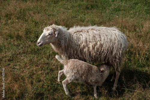 Lamb suckling his mother. photo