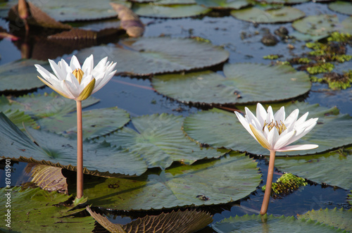water lilies floating on a lake