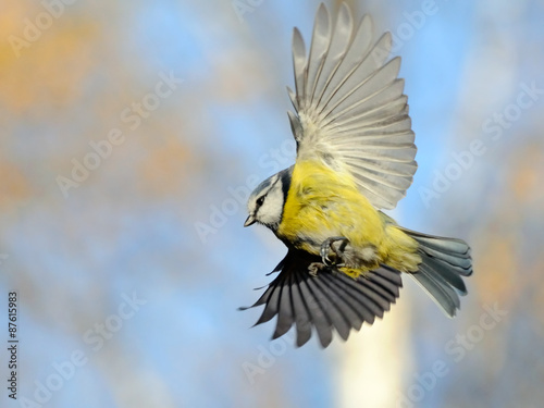 Flying Blue Tit agaist background of bright autumn sky