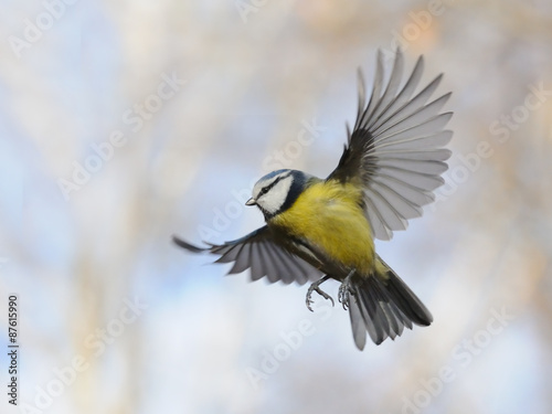 Flying Blue Tit in autumn