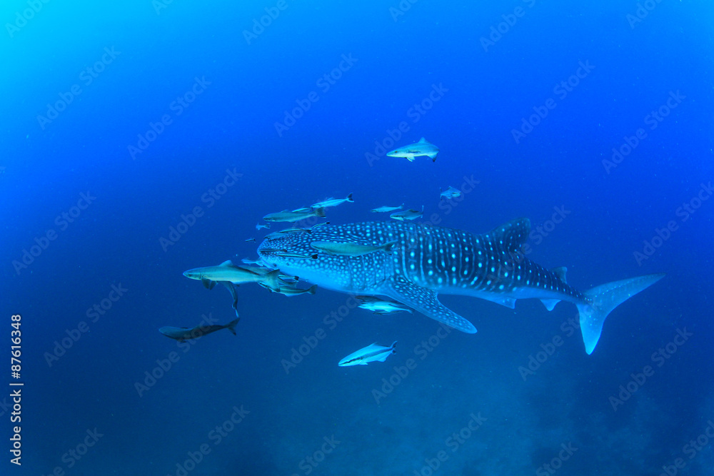Fototapeta premium Whale Shark