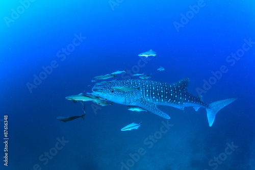Whale Shark © Richard Carey