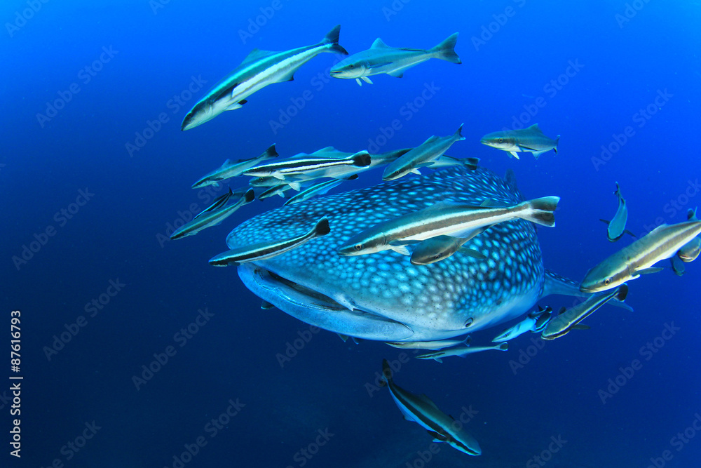 Naklejka premium Whale Shark