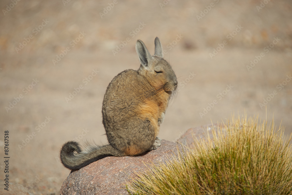 Fototapeta premium Mountain Viscacha (Lagidium viscasia) sitting on a rock in Vicunas National Park at an altitude of over 4,000 metres on the Altiplano of northern Chile.