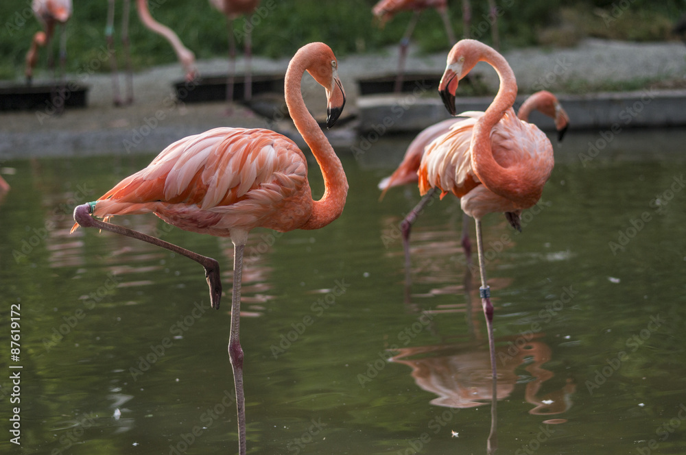 flamingos in poise flamingos in poise
