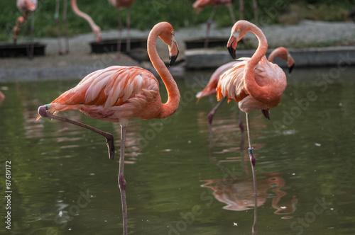 flamingos in poise