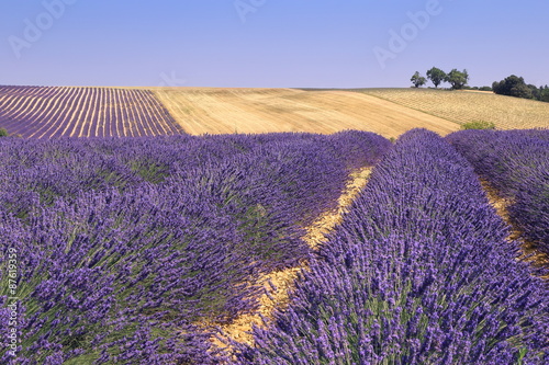 Plateau Valensole  Provence  lavender fields