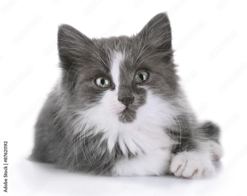 Gray kitten isolated on white