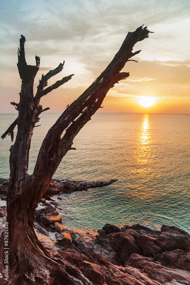 Dead tree trunk on rocks
