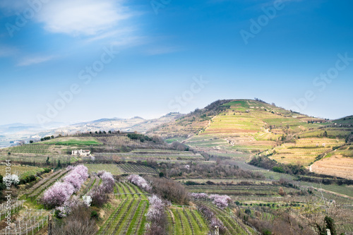vineyards on the hills in spring, Italy