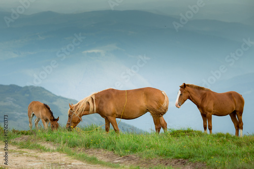 Horses on green alpine pasture © Lyona