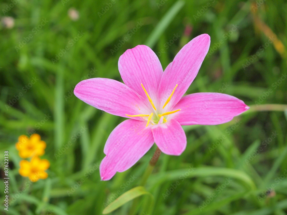 The purple rain lily flower in Thailand