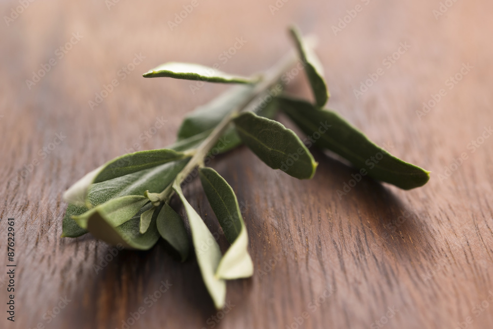 Olive branch with green leaves Olive branch with green leaves