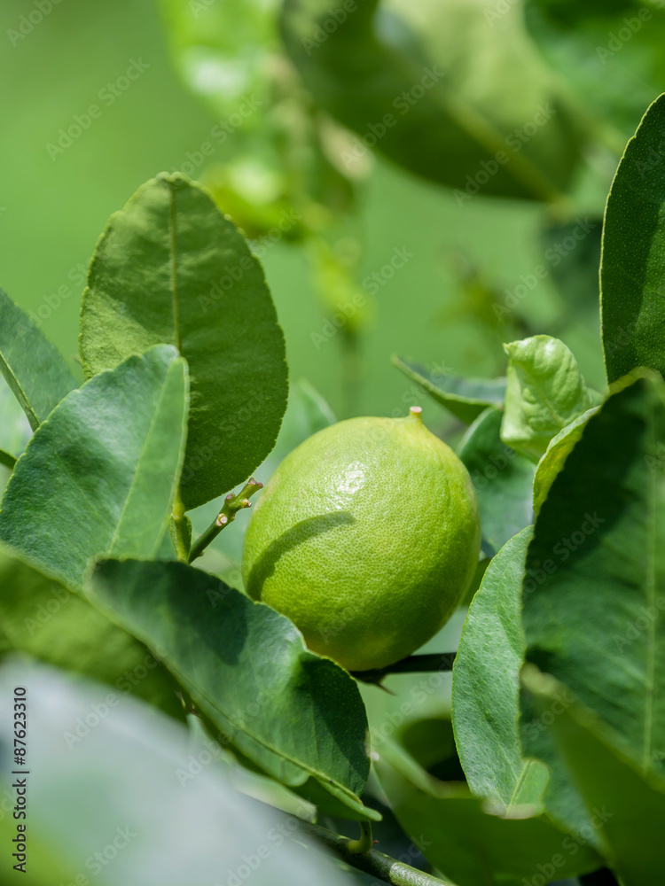 Lime tree and fresh green limes on the branch in the lime garden Lime tree and fresh green limes on the branch in the lime garden