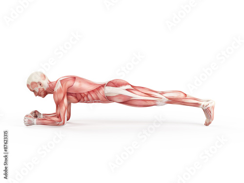 exercise illustration - plank