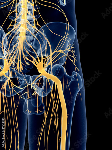 medically accurate illustration of the sciatic nerve photo