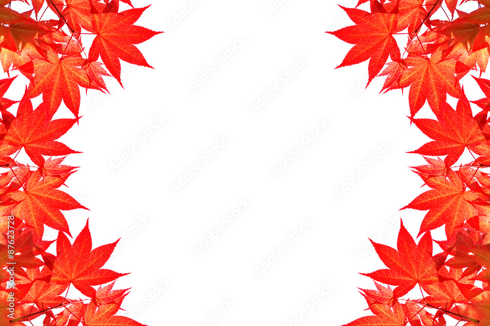 Red maple leaves of Colorful autumn with space for text or symbo Red maple leaves of Colorful autumn with space for text or symbo
