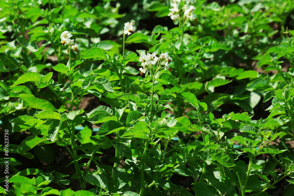 Potato plantation background Potato plantation background