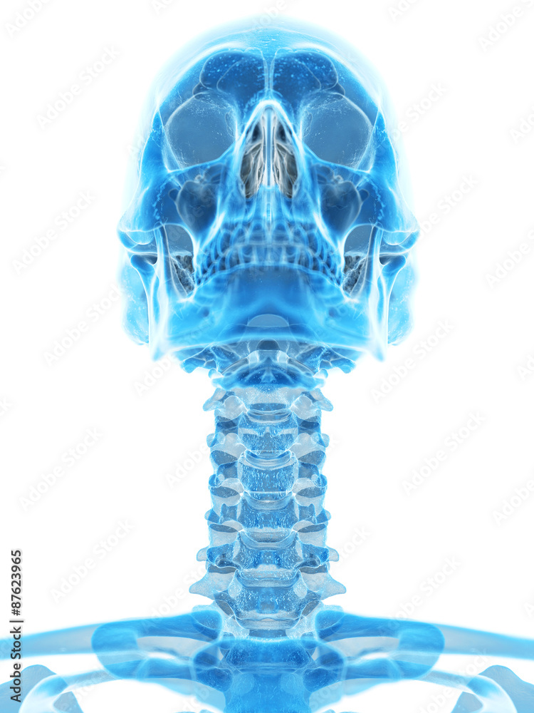 medically accurate illustration of the cervical spine medically accurate illustration of the cervical spine