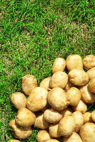 New potatoes over green grass background