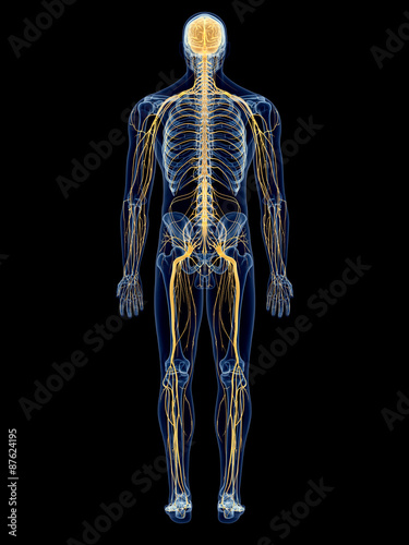 medically accurate illustration of the nervous system